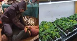Mokotowscy policjanci zlikwidowali plantację marihuany [ZDJĘCIA]