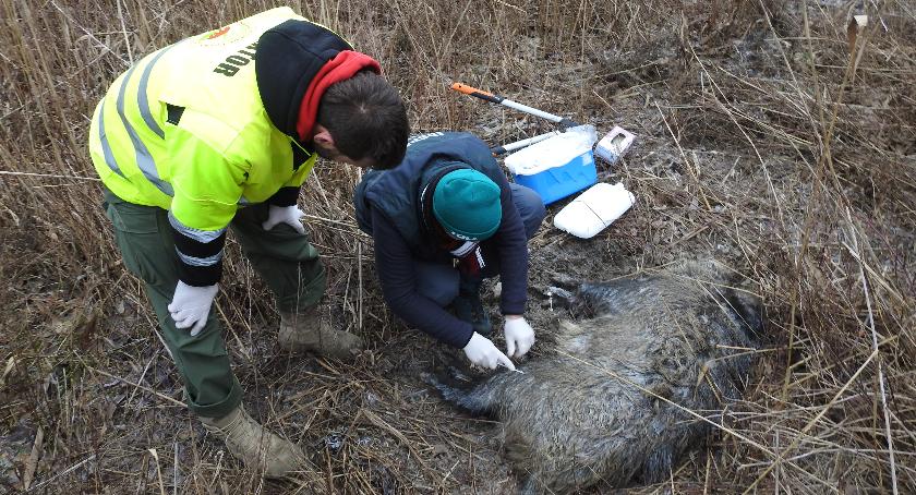 Fundacja Animal Rescue Polska walczy z ASF