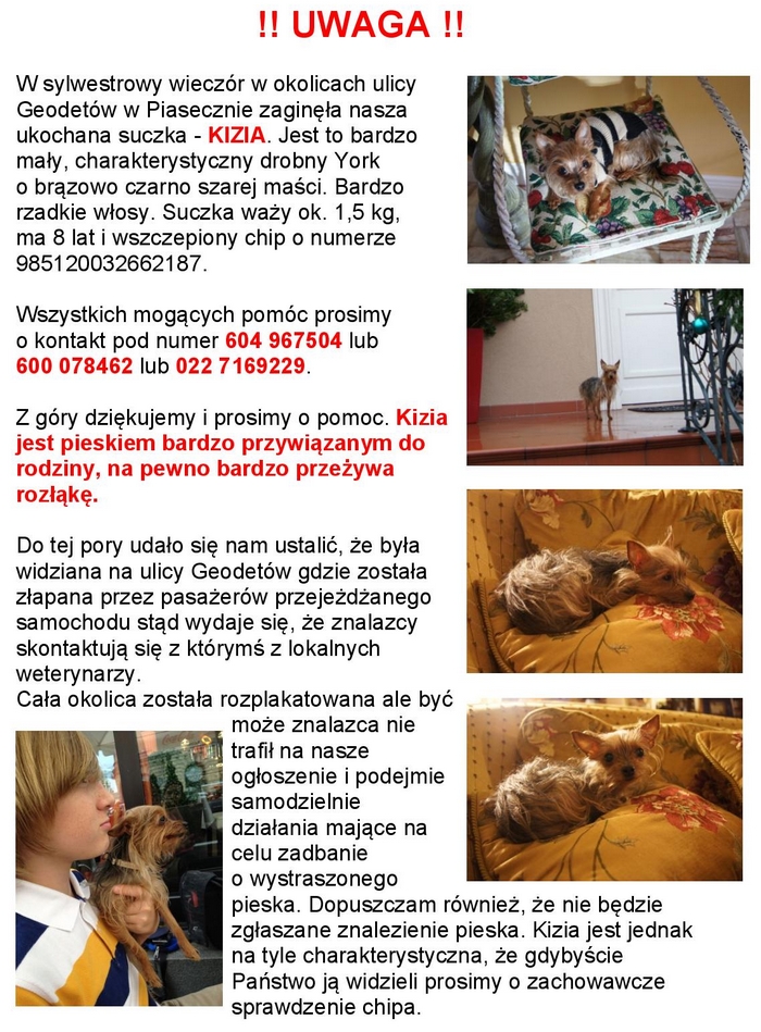 Poszukiwany piesek Kizia