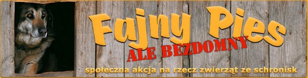 Fajny Pies ale bezdomny