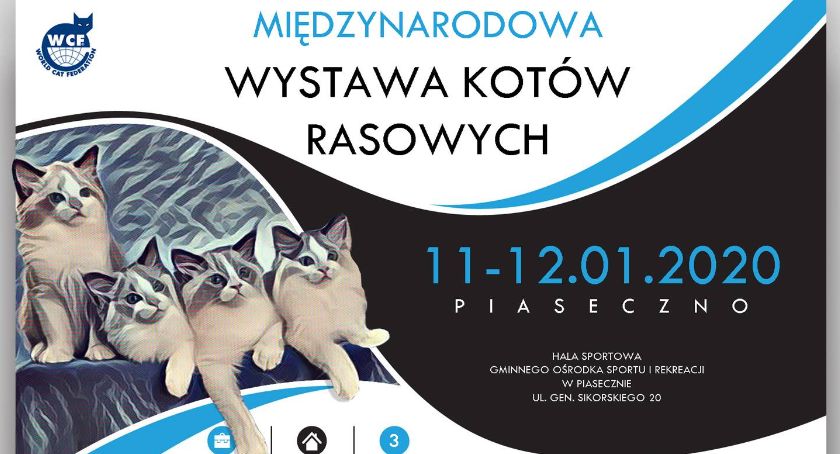 Międzynarodowa Wystawa Kotów Rasowych