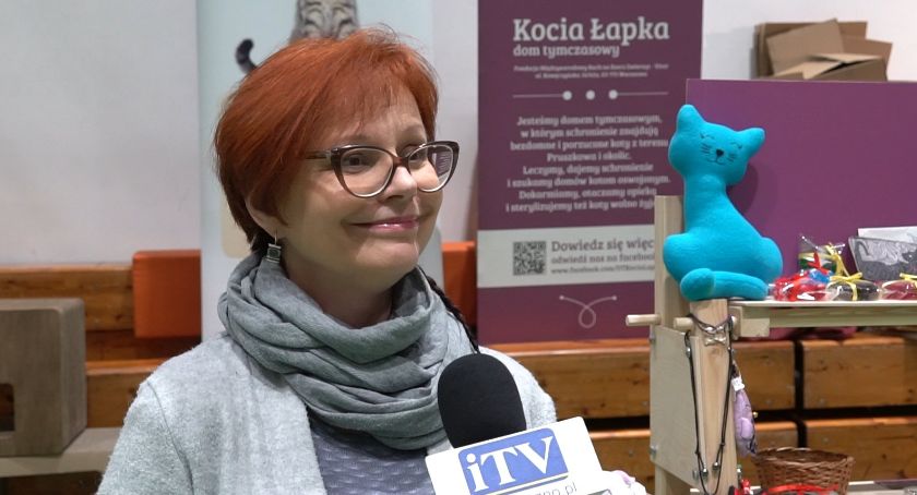 Kocia Łapka dom tymczasowy dla kotów.
