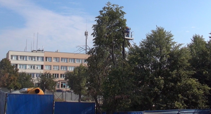 Drzewa na Skwerze Kisiela