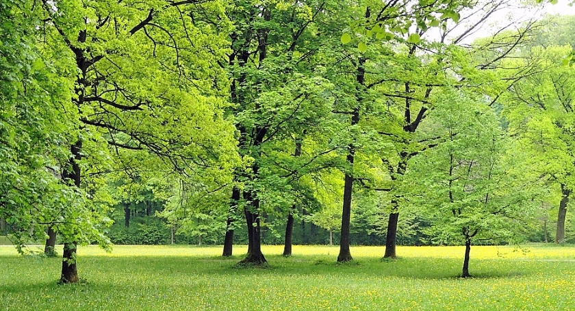 Osiedle Skorosze chce mieć swój park całodobowy, żeby uciec przed smogiem po zdrowie