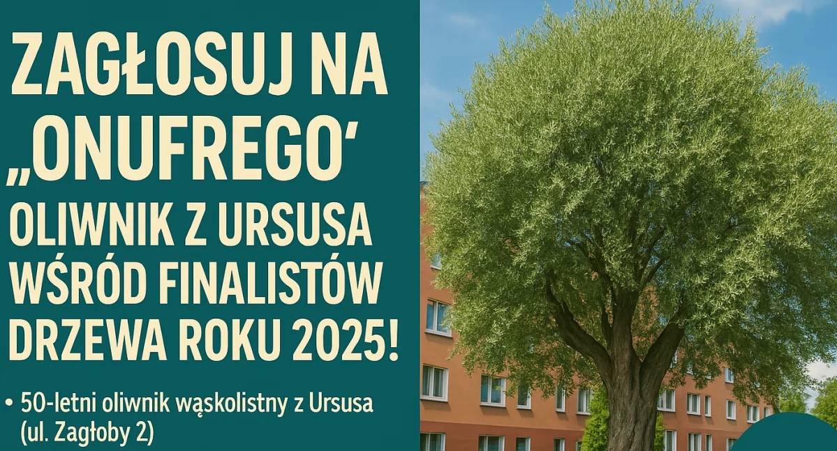 Zagłosuj na „Onufrego” – oliwnik z Ursusa wśród finalistów Drzewa Roku 2025!