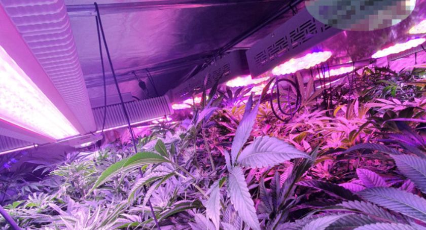 Dwie plantacje marihuany zlikwidowane