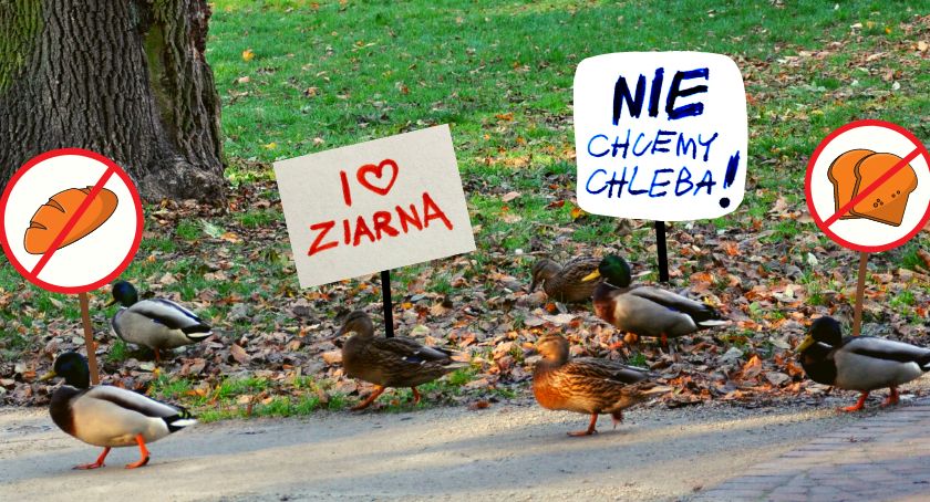 Kaczy protest w brwinowskim parku
