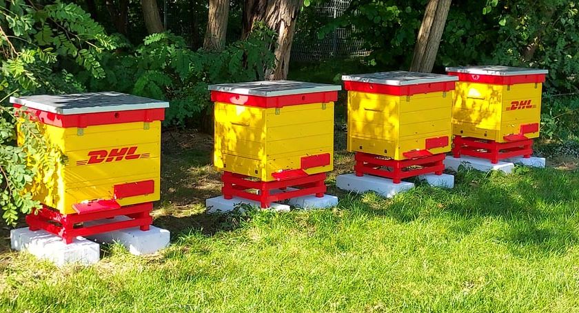 DHL w Mosznie Parcel chroni pszczoły i zakłada nowe pasieki