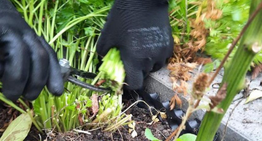 Plony z ogrodu botanicznego w brwinowskiej jadłodzielni