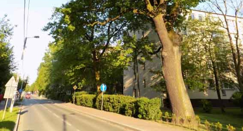 Brwinosław finalistą konkursu Drzewo Roku 2023