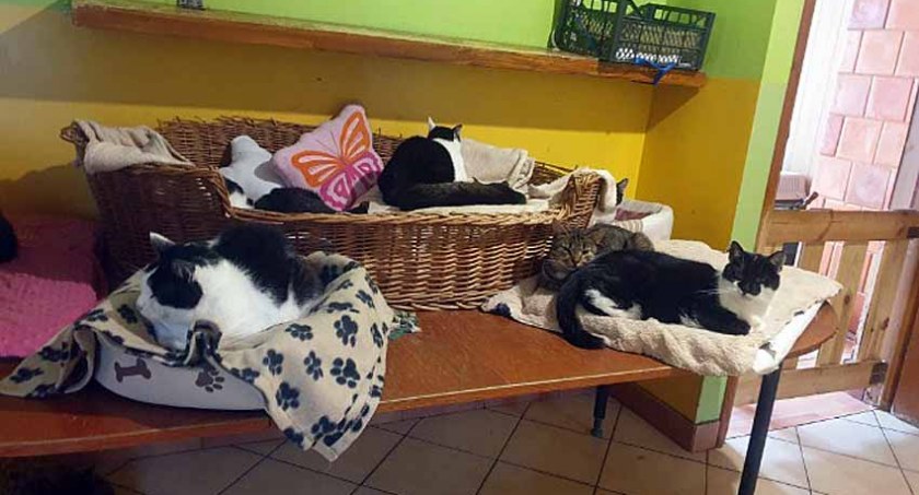 Kilkadziesiąt psów i kotów straci dach nad głową. Fundacja “Chata Zwierzaka” tonie w długach