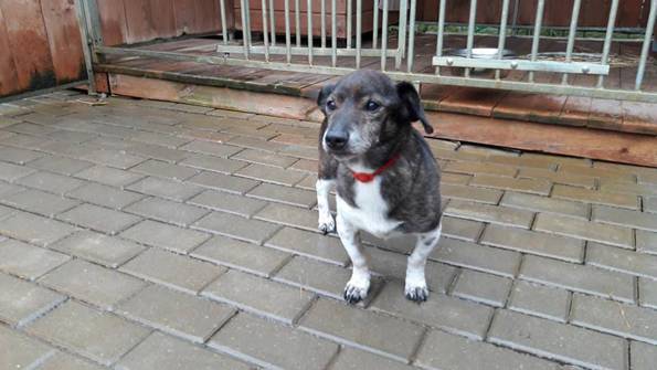 Bobik do adopcji PSNRZ