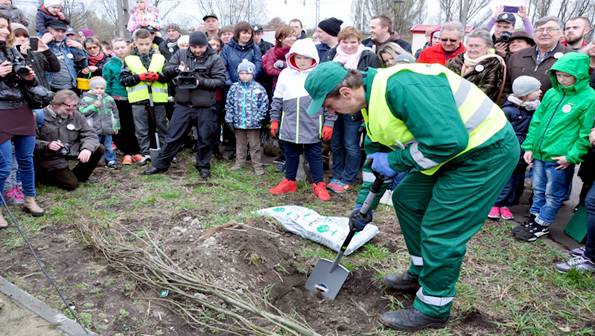 100 dębów przy drodze Brwinów-Parzniew