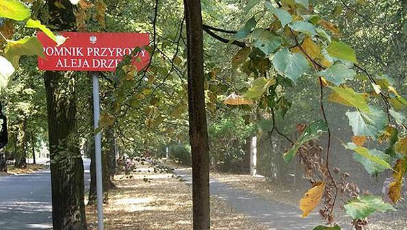 Na ratunek drzewom w al. Marii Dąbrowskiej w Komorowie