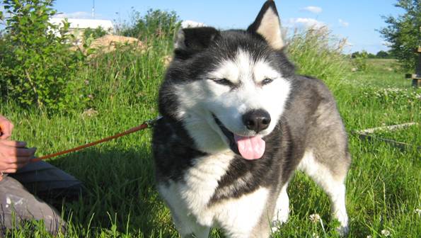 Znaleziono suczkę Husky z Pruszkowa