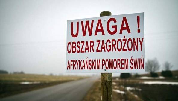 Afrykański pomór świń (ASF): służby monitorują sytuację na Mazowszu