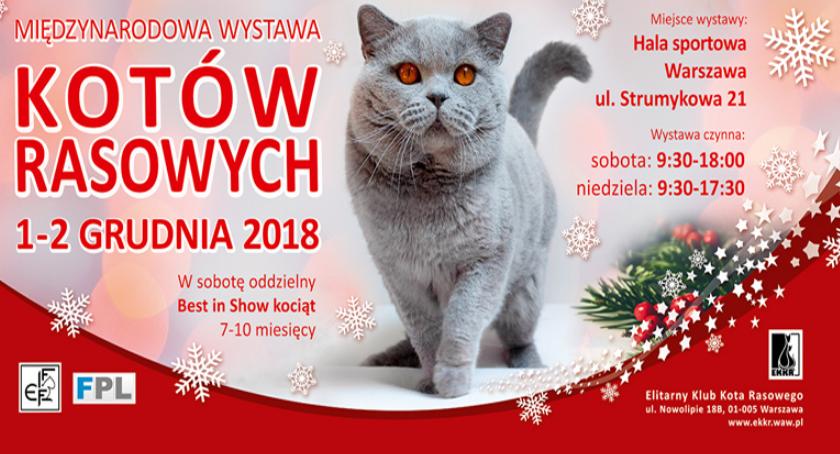 Międzynarodowa Wystawa Kotów Rasowych w Warszawie