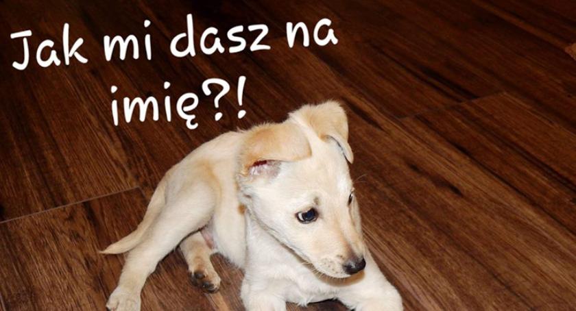 Szukam DOMU - na zawsze 