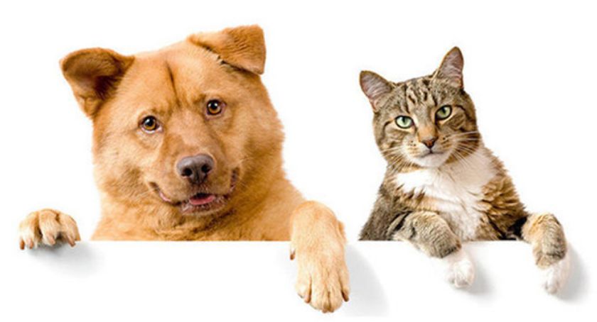 Adopcje psiaków - PSNRZ