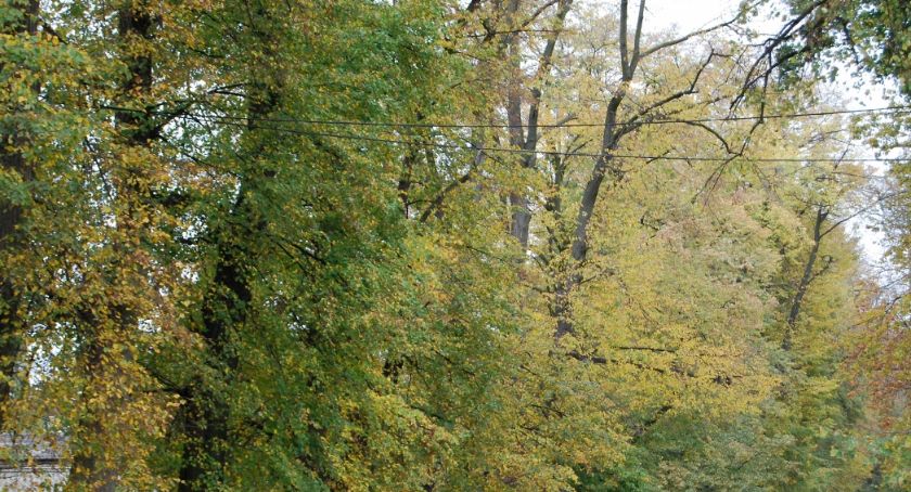 Zabiegi pielęgnacyjne na drzewach w komorowskiej Al. Kasztanowej