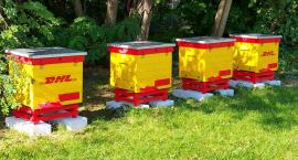 DHL w Mosznie Parcel chroni pszczoły i zakłada nowe pasieki