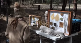 Powrót morwy do Żółwina w gminie Brwinów