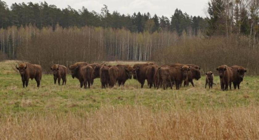 W Nadleśnictwie Żednia powiększył o się grono mieszkańców