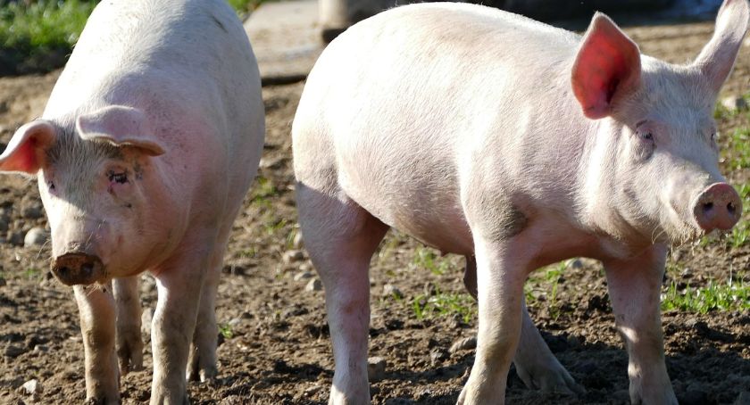 Pandemia mocno dotknęła polskich producentów mięsa
