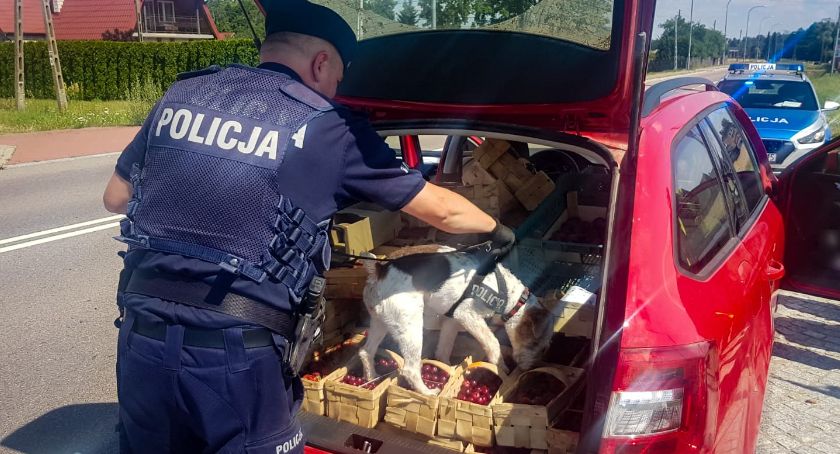 Kierowca oferował wiśnie policjantom, żeby opłacić nałożony na siebie mandat 