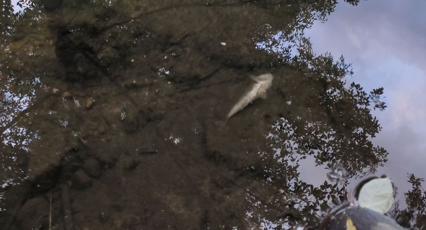 W rzece Białej pływały ryby do góry brzuchem. Raczej się nie opalały
