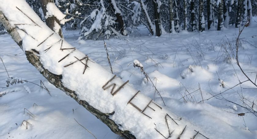 Las Solnicki znów pod groźbą wycinki. Prezydent wydał kolejną decyzję w tej sprawie