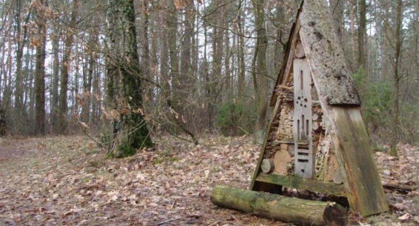 Las Turczyński nie będzie wycinany. Przynajmniej na razie