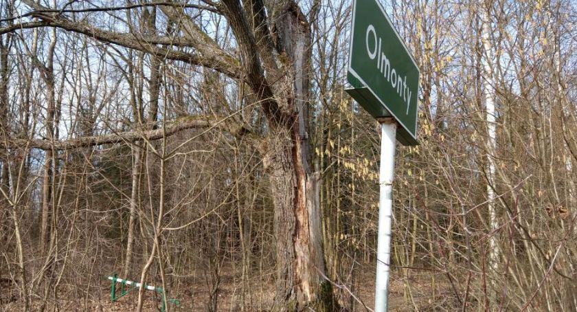 Będzie aktualizacja dokumentacji w sprawie Lasu Solnickiego. Magistrat nie rezygnuje z wycinki