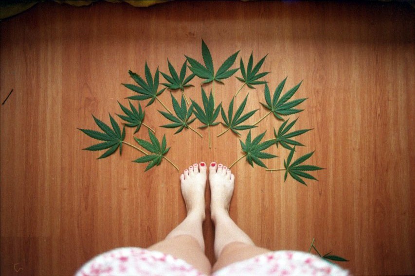 Dziennikarze przekonują do legalizacji marihuany