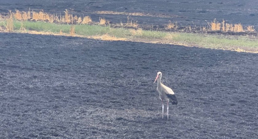 Rosjanie celowo niszczą ukraińskie pola. Podpalają je między innymi specjalnymi pociskami