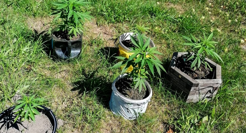 Rodzicom powiedział, że uprawia czarne pomidory. Policjanci jednak ustalili, że rosła marihuana