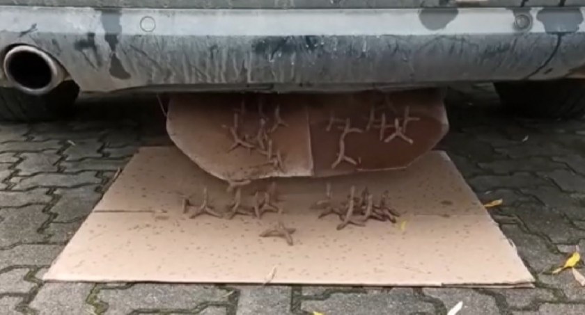 Przemytnicy przygotowali kolce na wypadek pościgu za nimi [WIDEO]