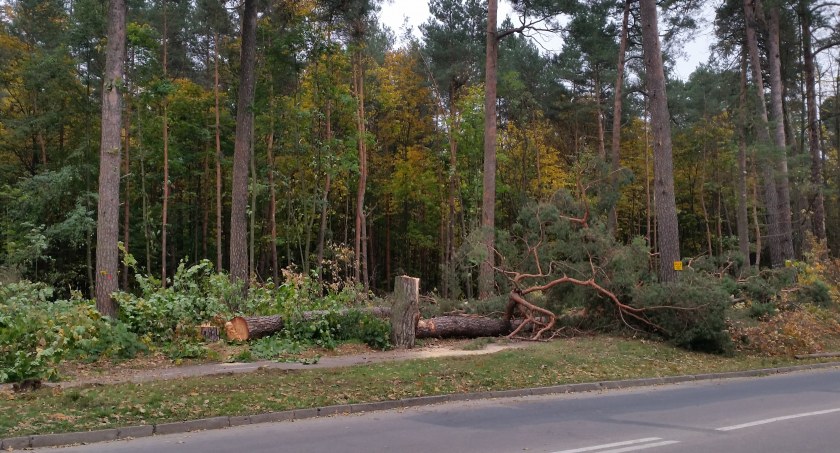 Białostocki magistrat sprzedał drzewo opałowe. Został zaskoczony podwójnie