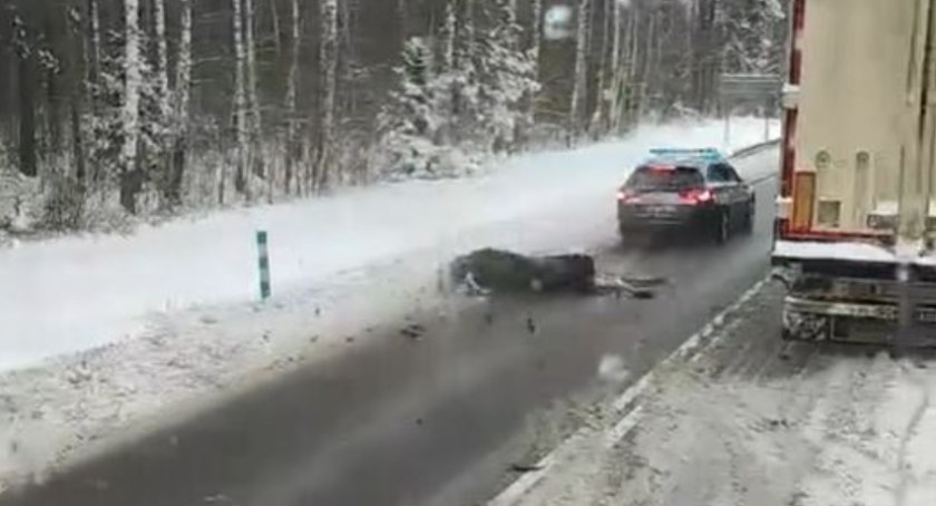 Celnicy jechali na sygnałach do przejścia granicznego. Na ich dachu wylądował łoś