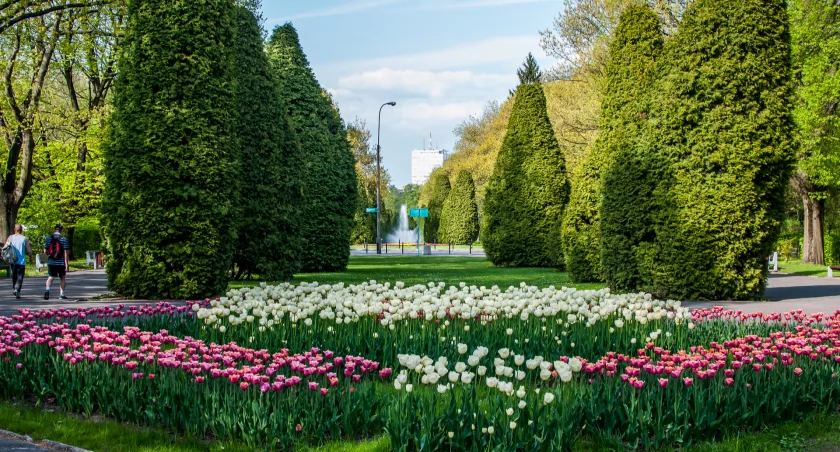 Trwa zbiórka podpisów pod obywatelskim projektem uchwały w sprawie zachowania na Plantach blisko 100-letnich tuj