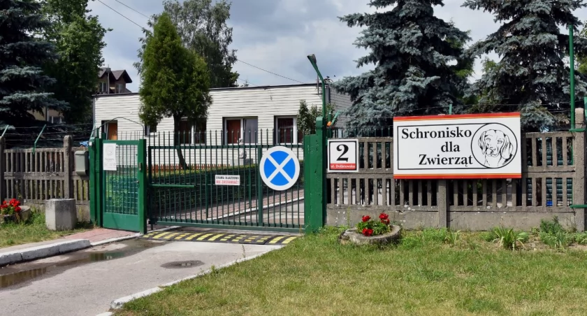 Białostockie schronisko organizuje konkurs plastyczny „PSYjaciel jak z obrazka”