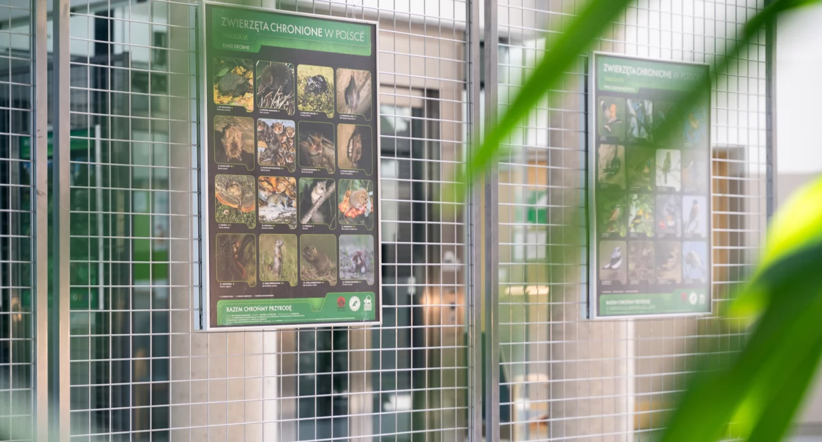 Rośliny i zwierzęta chronione w Polsce na planszach Ligi Ochrony Przyrody: wystawa UwB