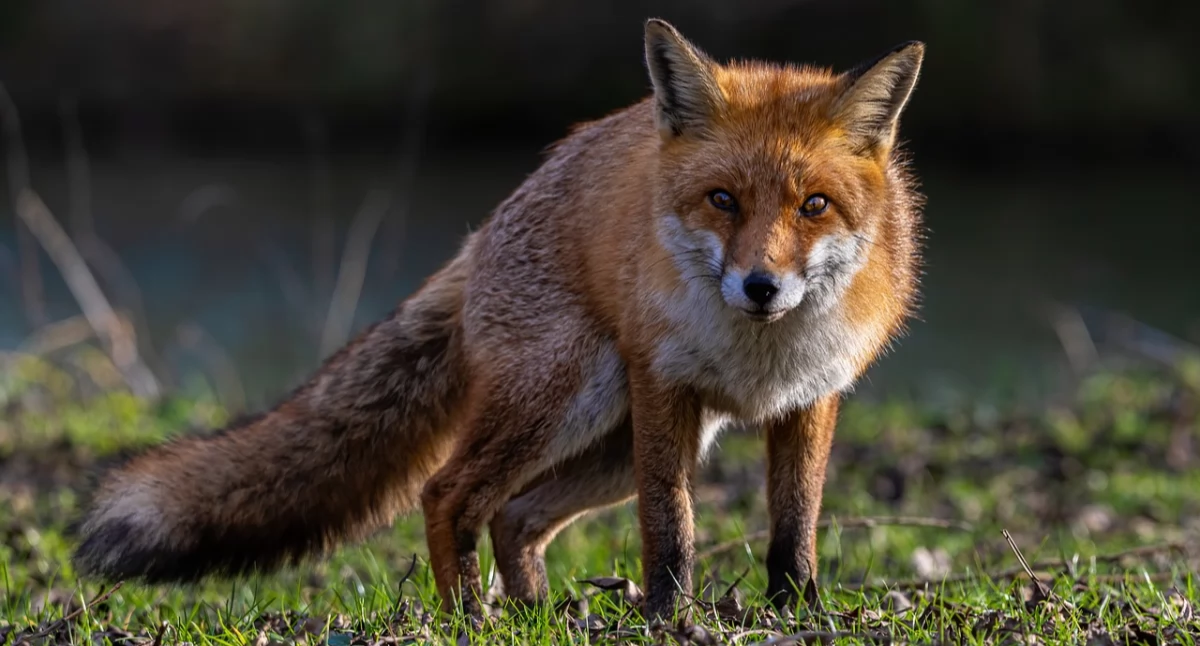 Nie dotykaj tego: będą zrzucane szczepionki przeciwko wściekliźnie!
