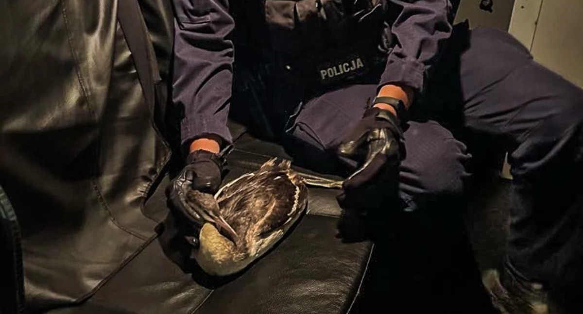 Policjanci z Augustowa uratowali rannego ptaka