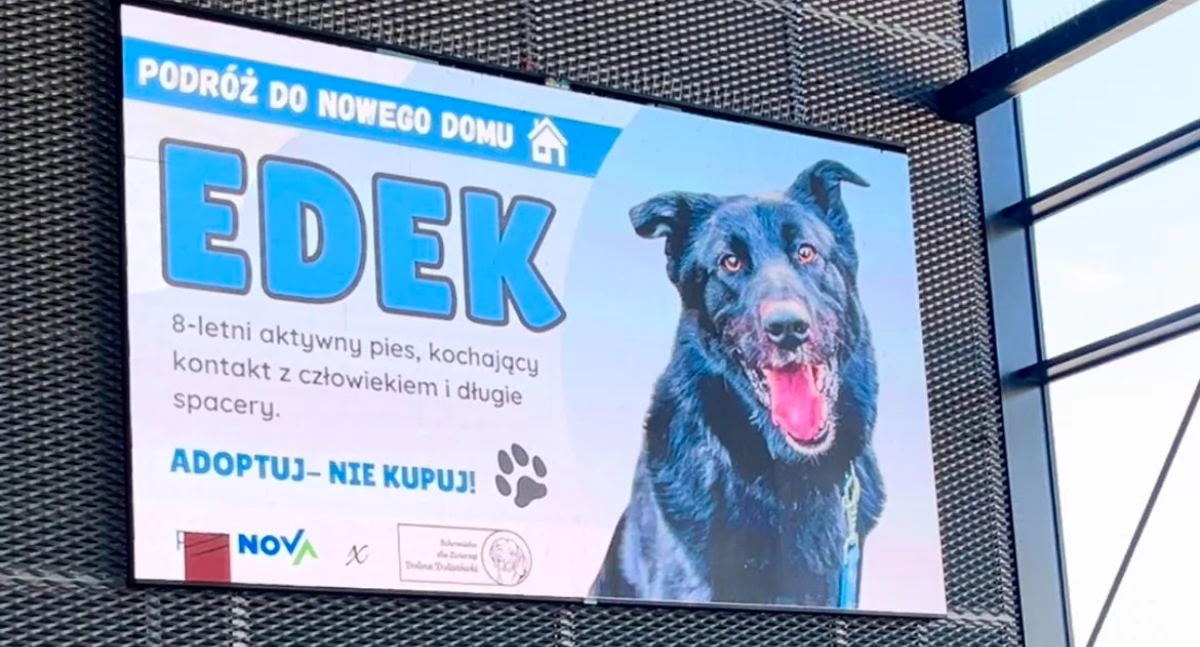 PKS Nova zachęca do adopcji zwierząt i wprowadza promocję na bilety miesięczne