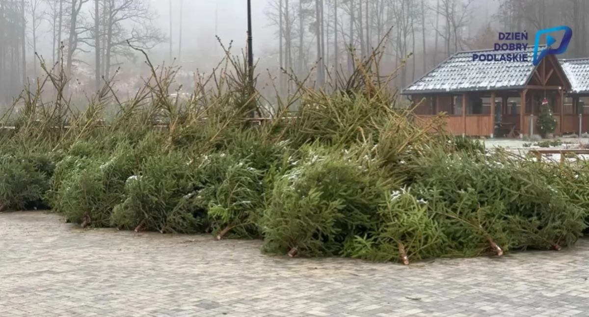 Żywa choinka prosto z lasu. Jeszcze można ją kupić! (VIDEO)