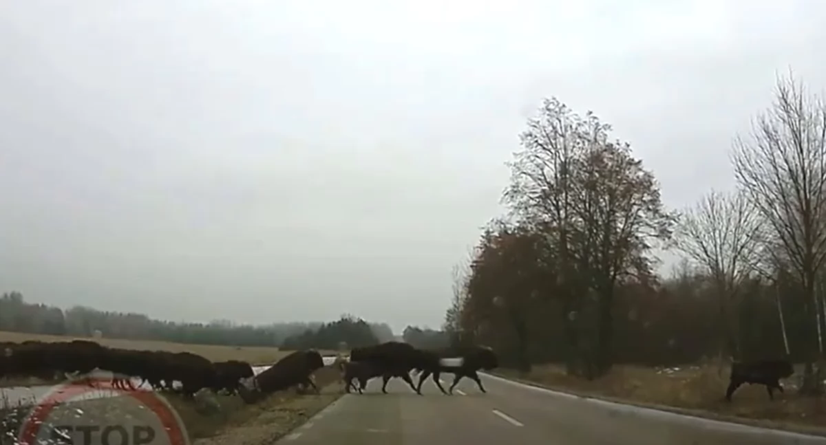 Policja ostrzega kierowców przed dzikimi zwierzętami 