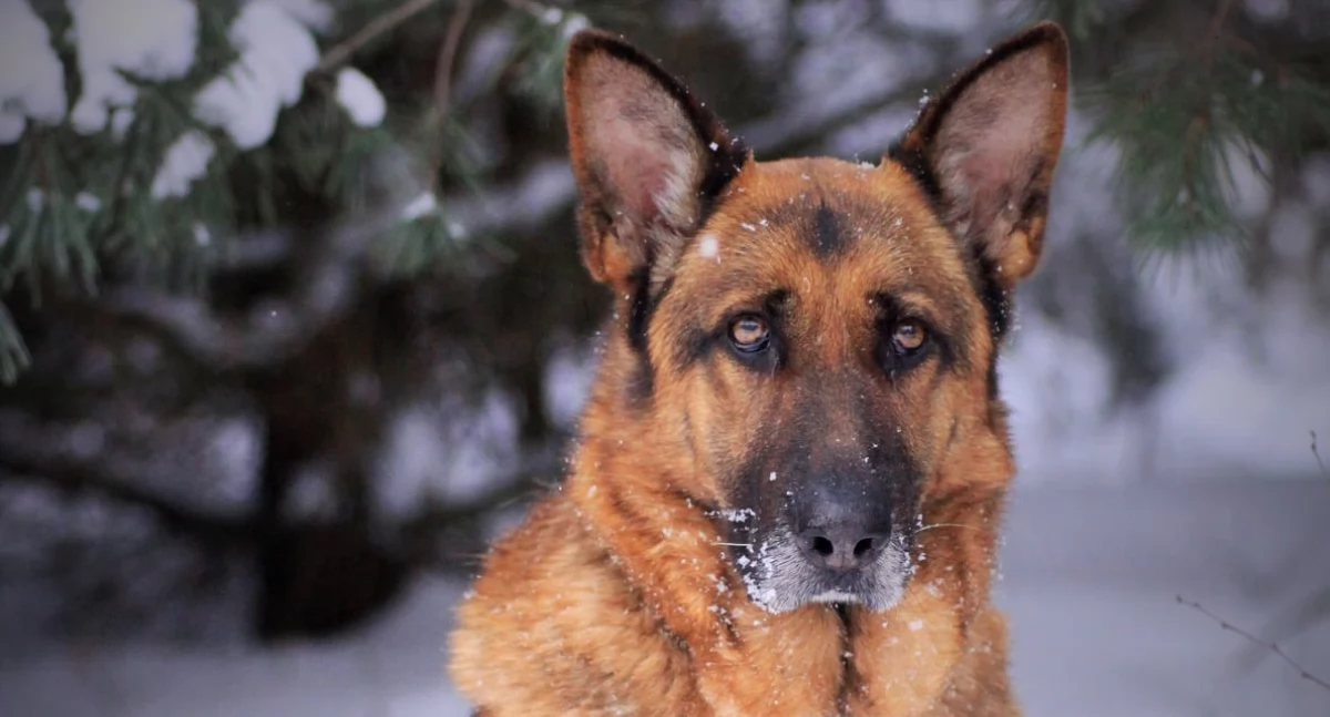 Wolontariusze zachęcają do adopcji psich seniorów