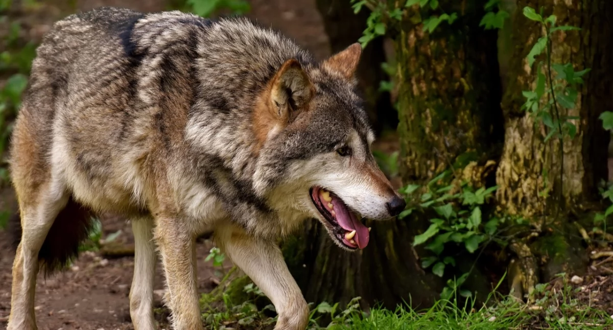 Coraz więcej wilków w podlaskim. Unia Europejska nie zamierza ich chronić