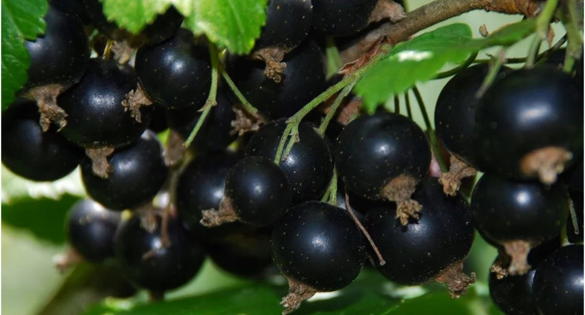 Lipcowe żniwa czarnej porzeczki w podlaskim 